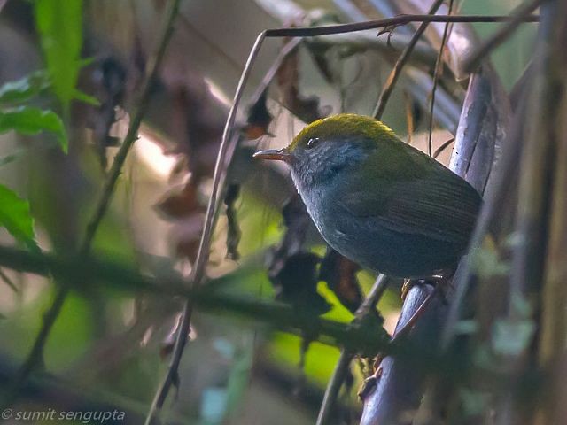 Slaty-bellied Tesia - ML379723971