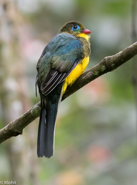 Sumatran Trogon - ML379723981