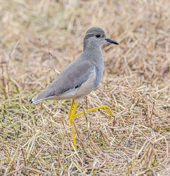 White-tailed Lapwing - ML379724011