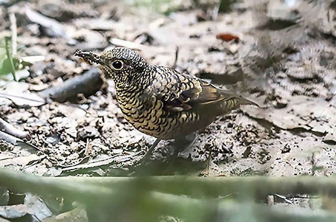 Sri Lanka Thrush - ML379724101