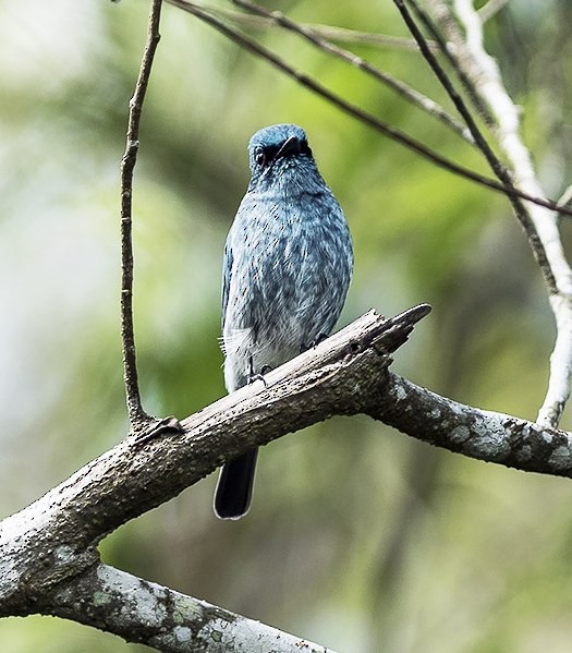 Turquoise Flycatcher - ML379724111