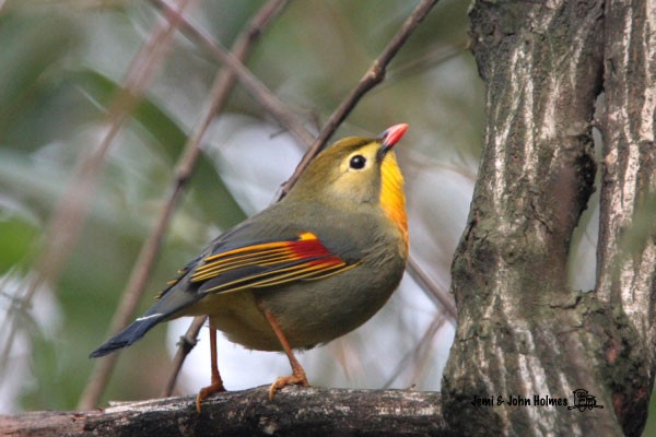Red-billed Leiothrix - ML379724131
