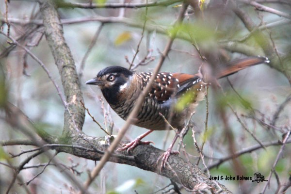 Spotted Laughingthrush - ML379724141
