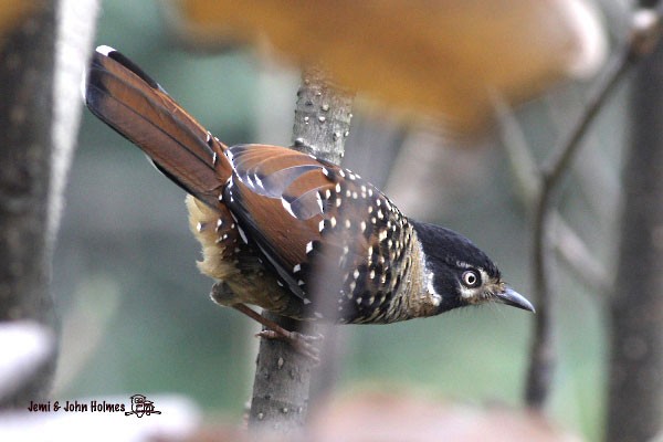 Spotted Laughingthrush - ML379724151