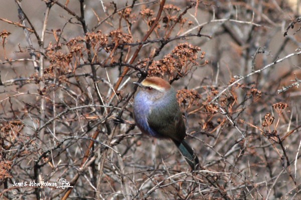 White-browed Tit-Warbler - ML379724161