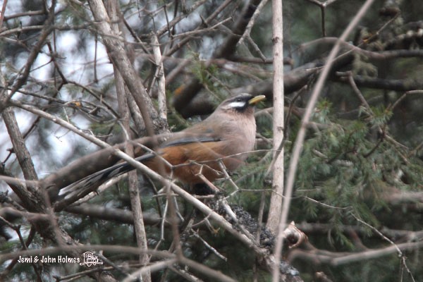 Snowy-cheeked Laughingthrush - ML379724171