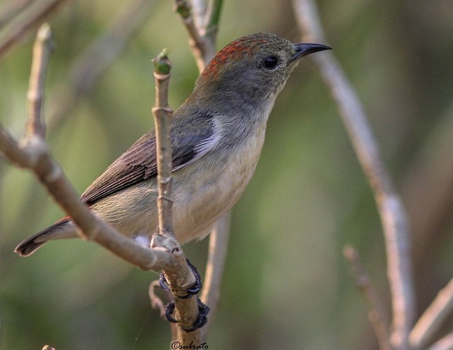 Scarlet-backed Flowerpecker - ML379724201