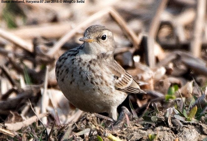 Water Pipit - ML379724231