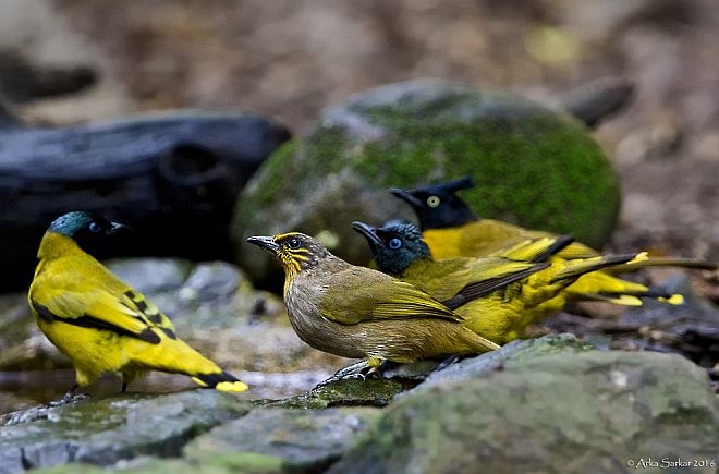Stripe-throated Bulbul - ML379724411