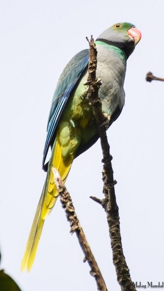 Малабарский кольчатый попугай - ML379724451