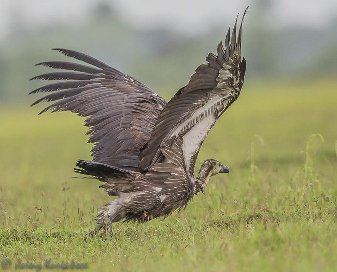 Slender-billed Vulture - ML379724471