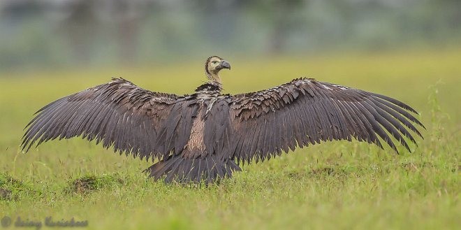 Slender-billed Vulture - ML379724481