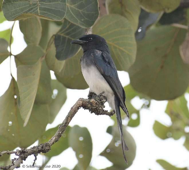 White-bellied Drongo (White-bellied) - ML379724561