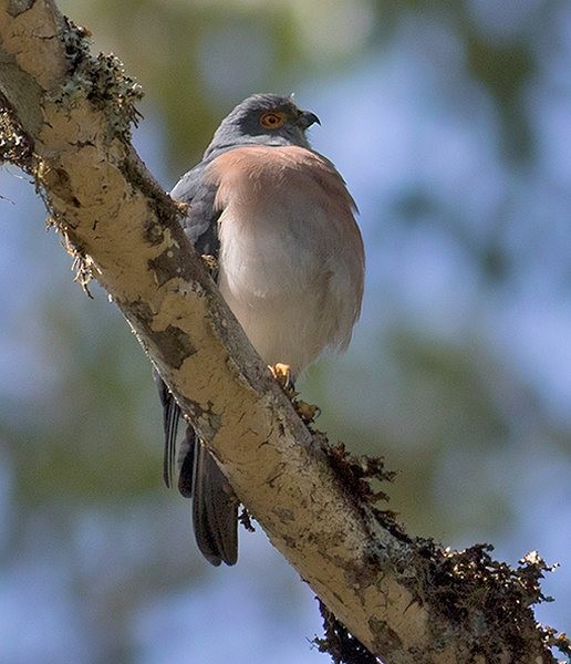 Small Sparrowhawk - ML379724571