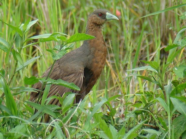 Gallineta Isabelina - ML379724611