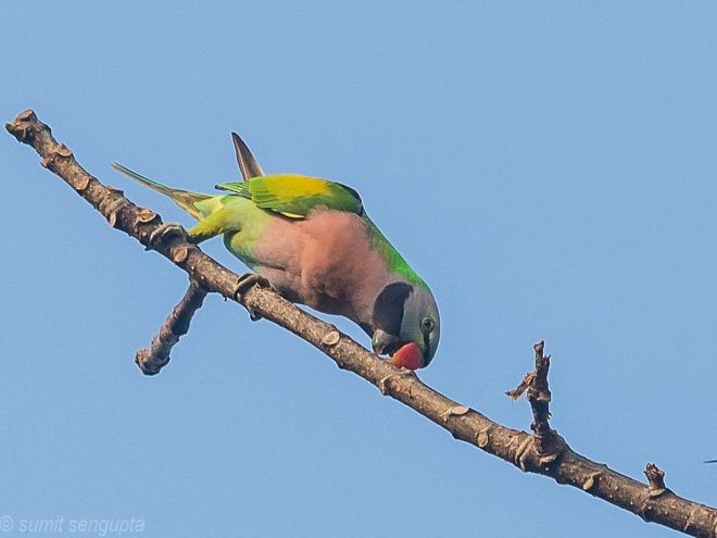 Red-breasted Parakeet - Sumit  Sengupta
