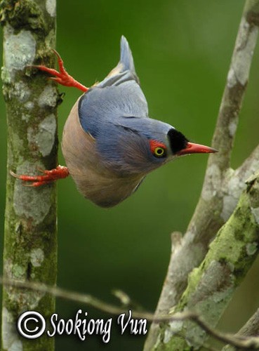 Velvet-fronted Nuthatch - ML379724721