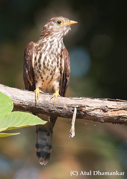 Common Hawk-Cuckoo - ML379724751