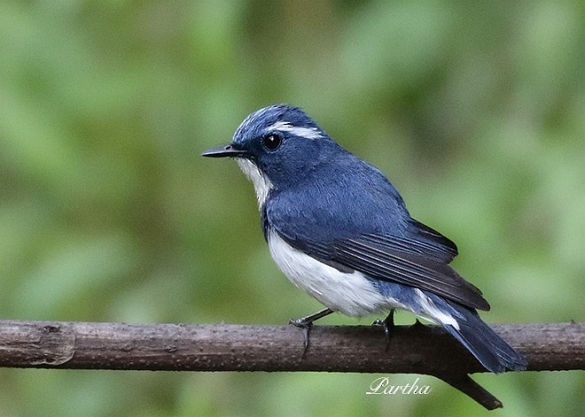 Ultramarine Flycatcher - PARTHA SEN