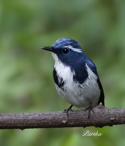 Ultramarine Flycatcher - PARTHA SEN