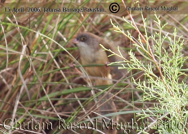 Jerdon's Babbler - ML379724841