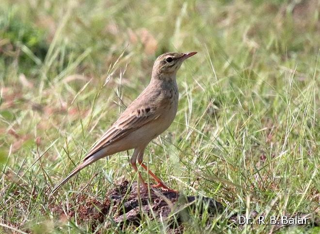 Calandro - ML379724871