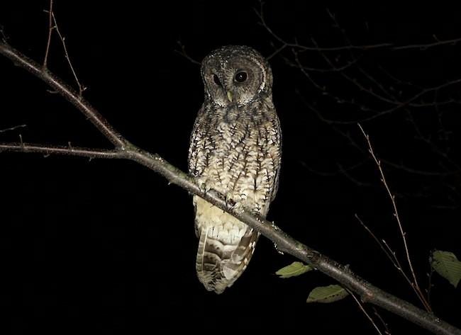 Himalayan Owl - Jeff Blincow