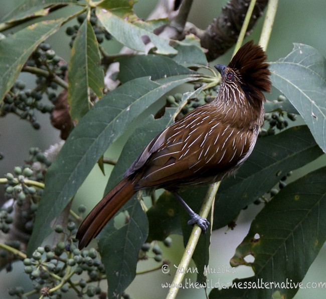 Striated Laughingthrush - Yann Muzika