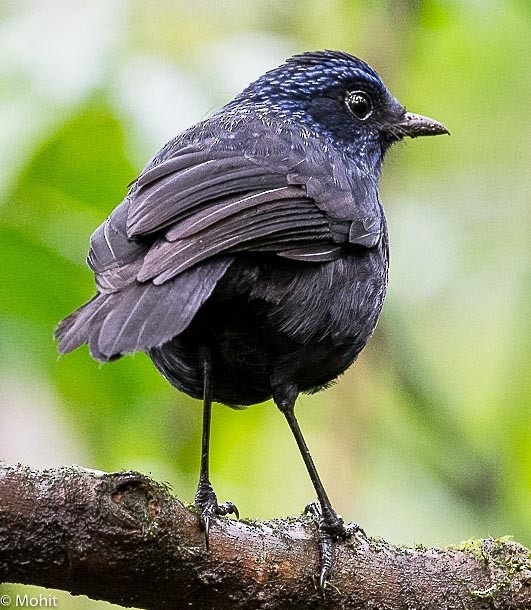 Shiny Whistling-Thrush - ML379725101