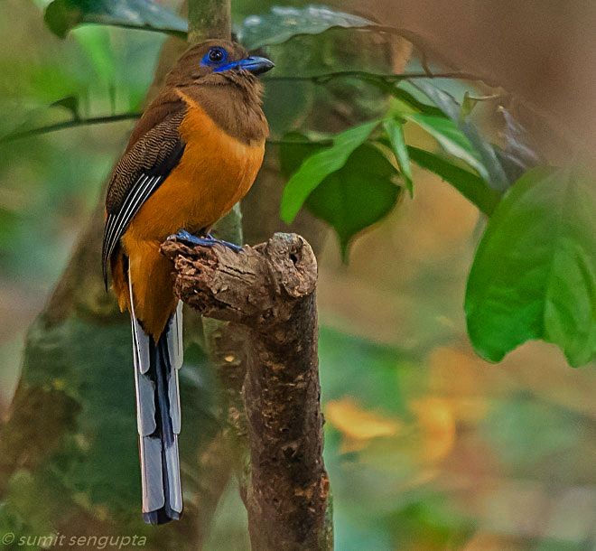 Malabar Trogon - ML379725161