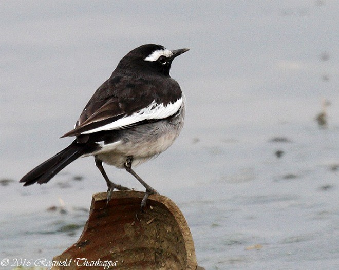 White-browed Wagtail - ML379725181