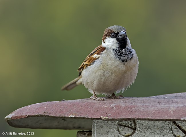 House Sparrow - ML379725241