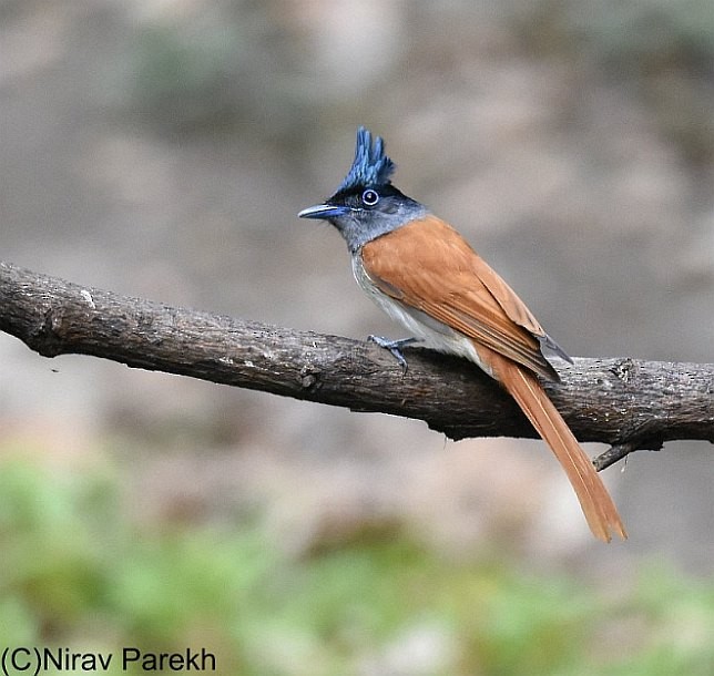 Indian Paradise-Flycatcher - ML379725281