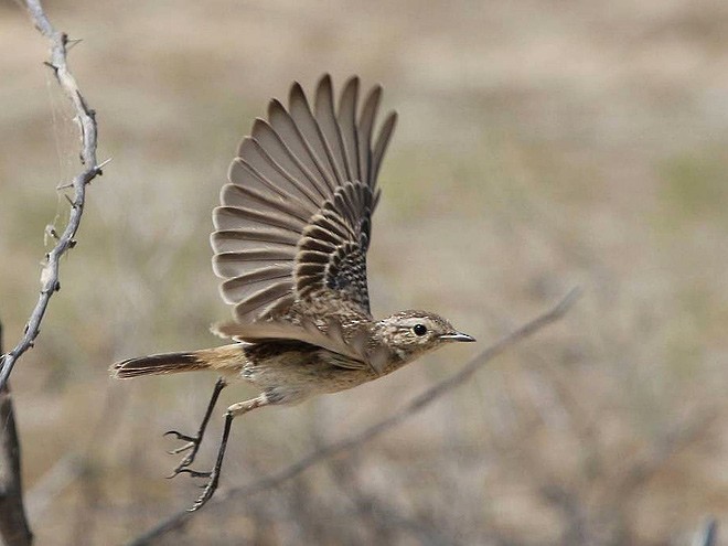 White-browed Bushchat - ML379725341