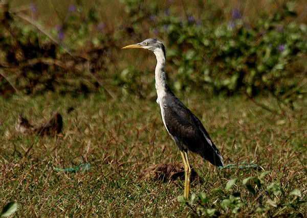 Pied Heron - ML379725371