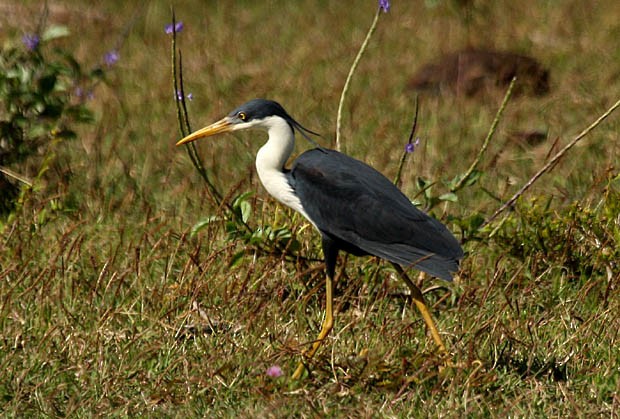 Pied Heron - ML379725401