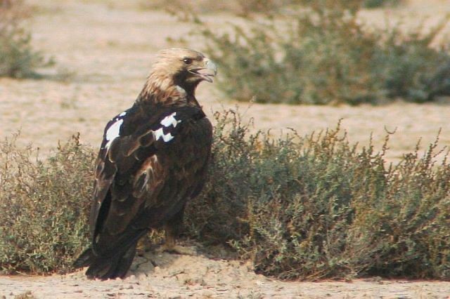 Imperial Eagle - ML379725451