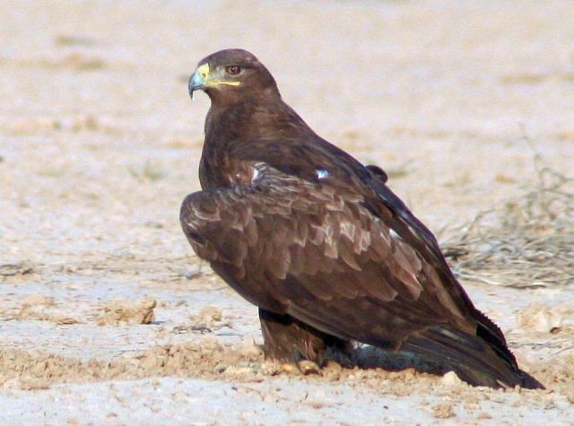 Steppe Eagle - ML379725471