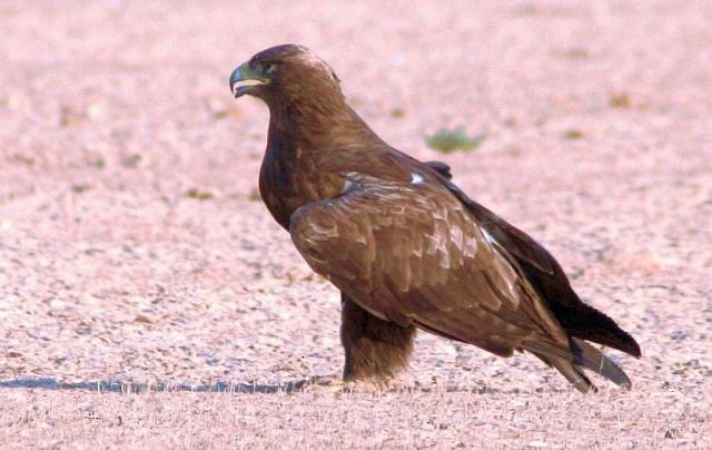 Steppe Eagle - ML379725481