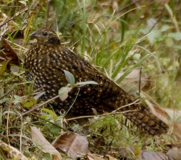 Temminck's Tragopan - ML379725491