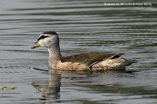 Cotton Pygmy-Goose - ML379725671