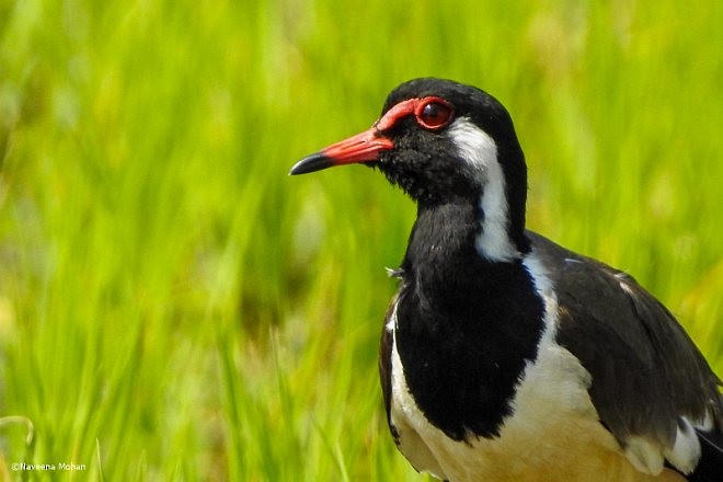 Red-wattled Lapwing - Naveena Mohan