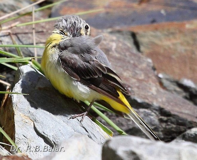 Ballerina gialla - ML379725871