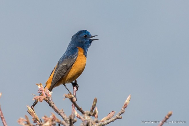 Blue-fronted Redstart - ML379725901