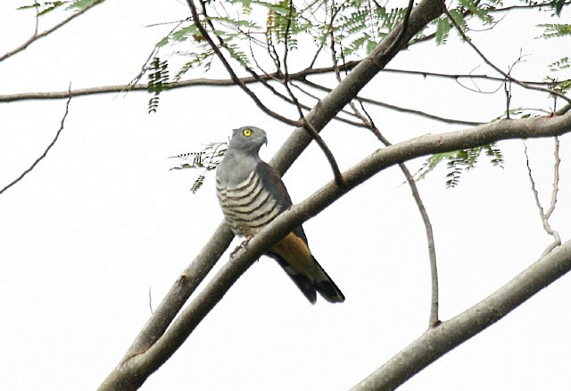 Pacific Baza - ML379726081