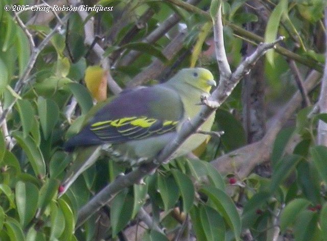 Sumba Green-Pigeon - Craig Robson