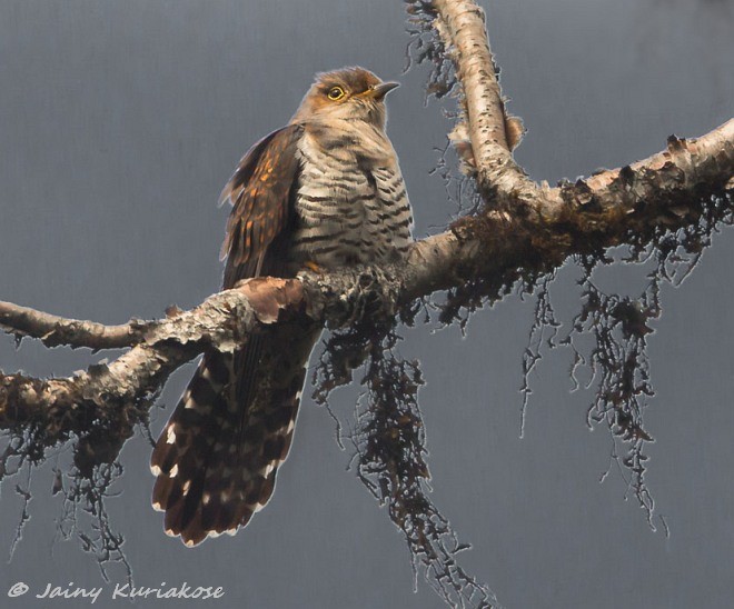 Lesser Cuckoo - ML379726181