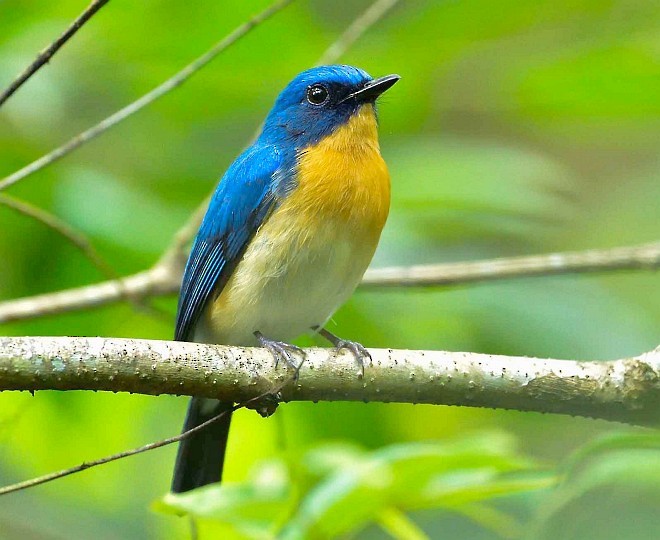 Tickell's Blue Flycatcher - ML379726441