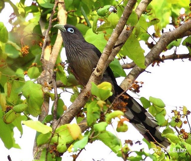 Blue-faced Malkoha - ML379726541