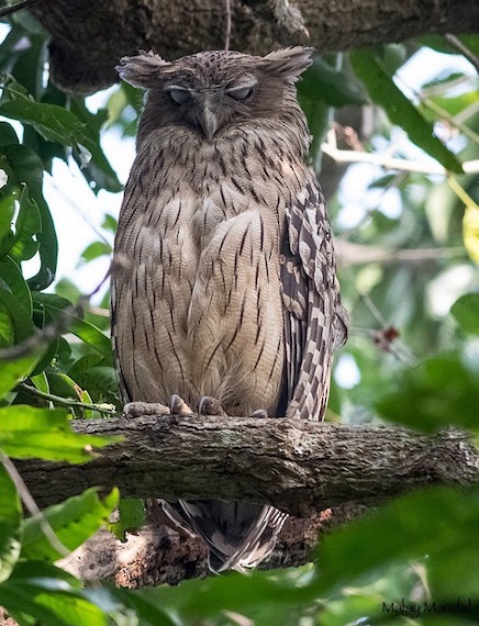 Brown Fish-Owl (Eastern) - ML379726571